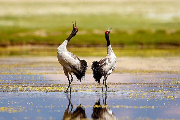 bhutan-bird-watching-trip